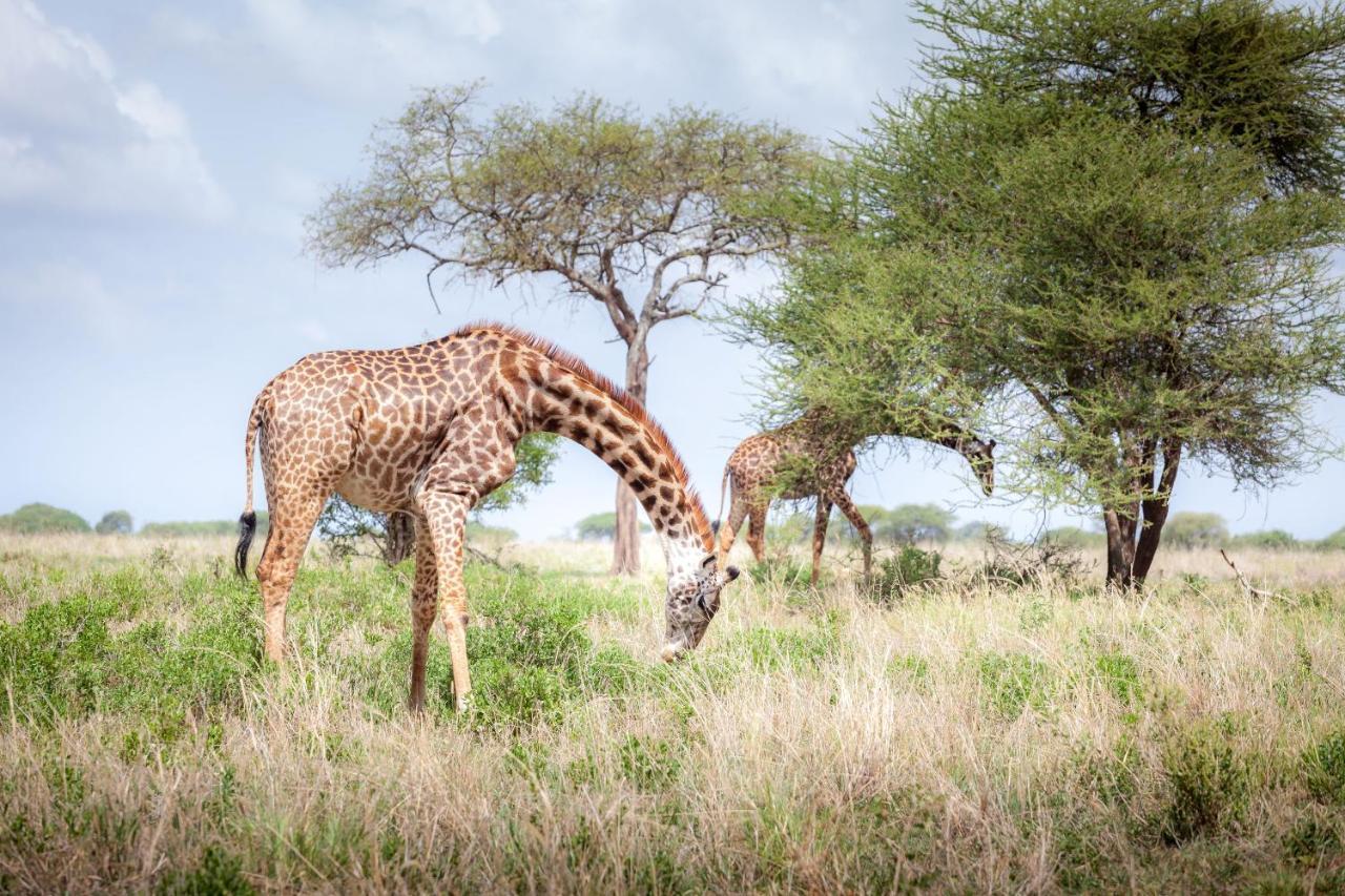 Baobab Tented Camp Kwa Kuchinia 外观 照片