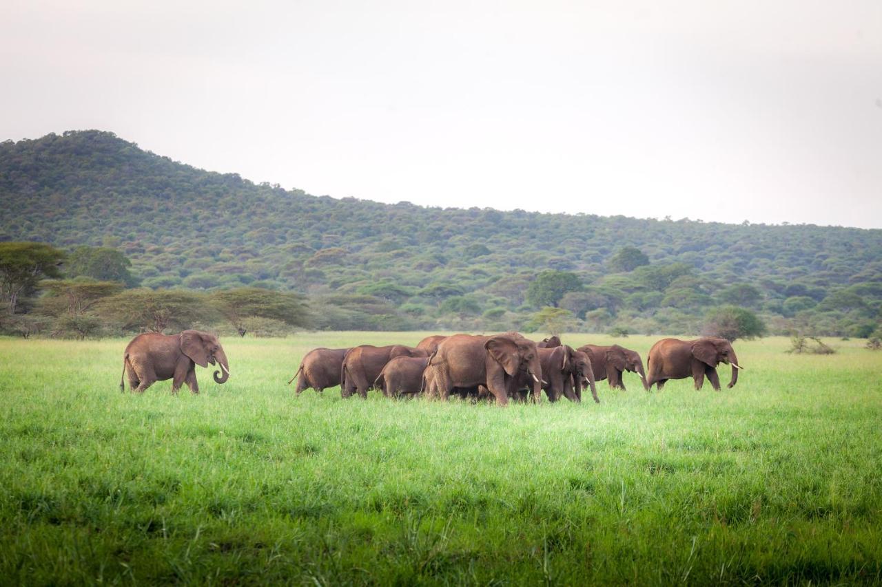 Baobab Tented Camp Kwa Kuchinia 外观 照片